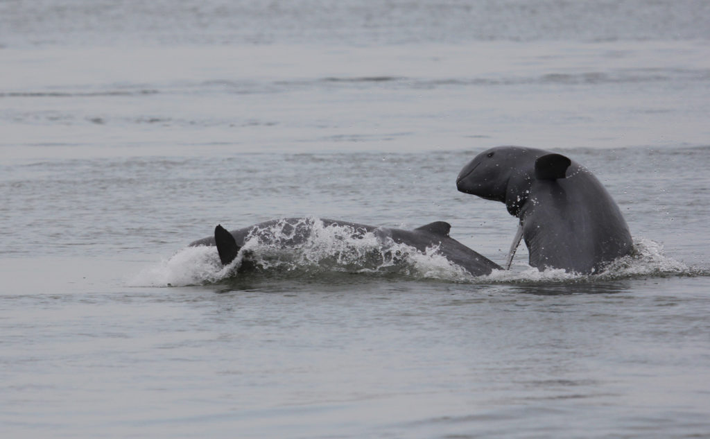 irrawaddy river dolphin